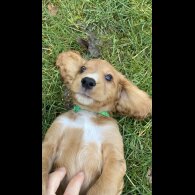 Cocker Spaniel (Working &amp; Show) - Dogs