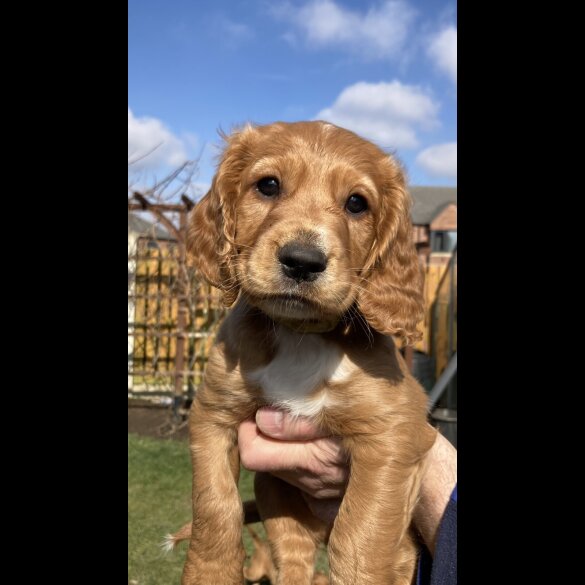 Cocker Spaniel (Working &amp; Show) - Dogs
