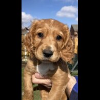 Cocker Spaniel (Working &amp; Show) - Dogs