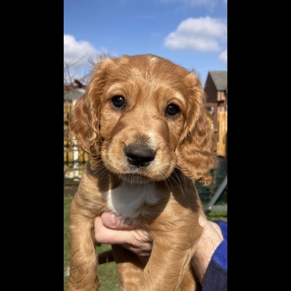 Cocker Spaniel (Working &amp; Show) - Dogs