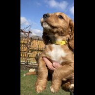 Cocker Spaniel (Working &amp; Show) - Dogs