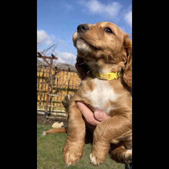 Cocker Spaniel (Working &amp; Show) - Dogs