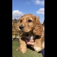 Cocker Spaniel (Working &amp; Show) - Dogs