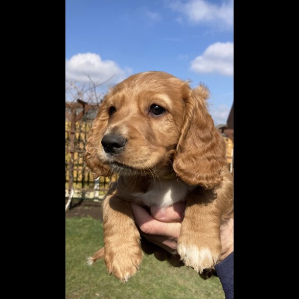 Cocker Spaniel (Working &amp; Show) - Dogs