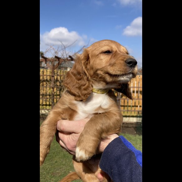 Cocker Spaniel (Working &amp; Show) - Dogs