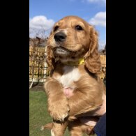 Cocker Spaniel (Working &amp; Show) - Dogs