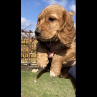 Cocker Spaniel (Working &amp; Show) - Dogs