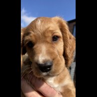 Cocker Spaniel (Working &amp; Show) - Dogs