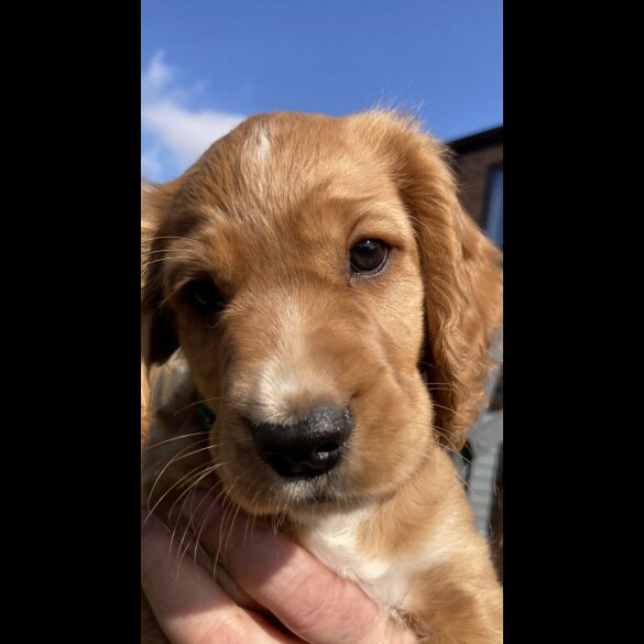 Cocker Spaniel (Working &amp; Show) - Dogs