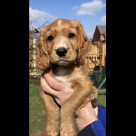 Cocker Spaniel (Working &amp; Show) - Dogs