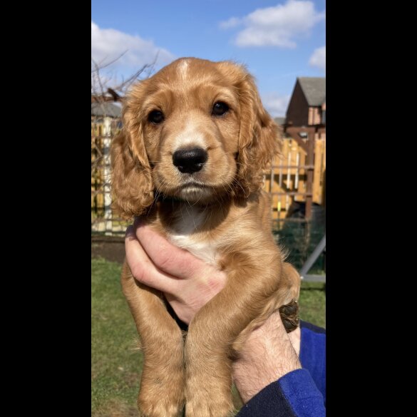 Cocker Spaniel (Working &amp; Show) - Dogs