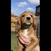 Cocker Spaniel (Working &amp; Show) - Dogs