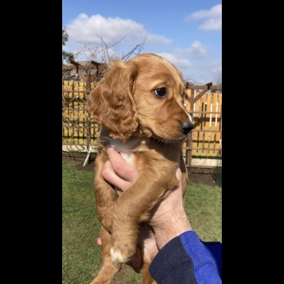 Cocker Spaniel (Working &amp; Show) - Dogs