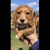 Cocker Spaniel (Working &amp; Show) - Dogs