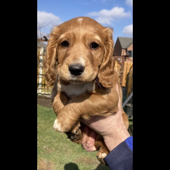 Cocker Spaniel (Working &amp; Show) - Dogs