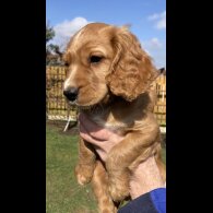 Cocker Spaniel (Working &amp; Show) - Dogs