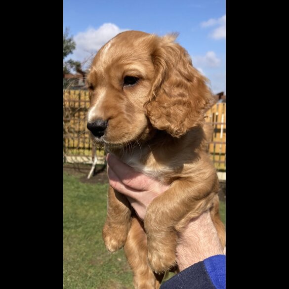 Cocker Spaniel (Working &amp; Show) - Dogs