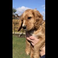 Cocker Spaniel (Working &amp; Show) - Dogs
