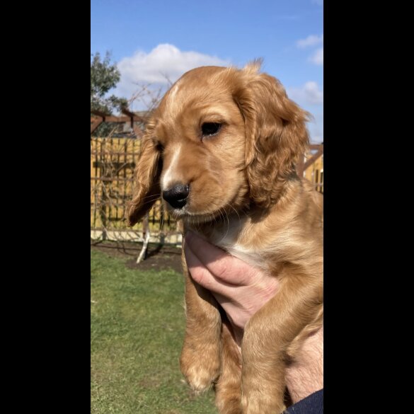 Cocker Spaniel (Working &amp; Show) - Dogs