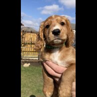 Cocker Spaniel (Working &amp; Show) - Dogs