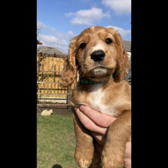 Cocker Spaniel (Working &amp; Show) - Dogs