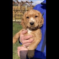 Cocker Spaniel (Working &amp; Show) - Dogs