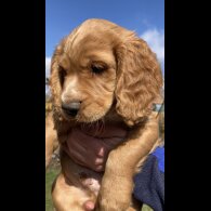 Cocker Spaniel (Working &amp; Show) - Dogs