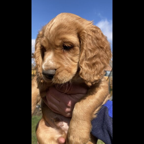 Cocker Spaniel (Working &amp; Show) - Dogs
