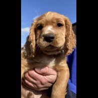 Cocker Spaniel (Working &amp; Show) - Dogs