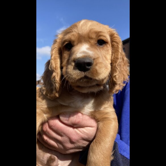 Cocker Spaniel (Working &amp; Show) - Dogs