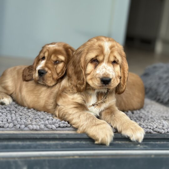 Cocker Spaniel (Working &amp; Show) - Both