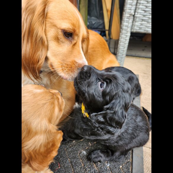 Cocker Spaniel (Working &amp; Show) - Both