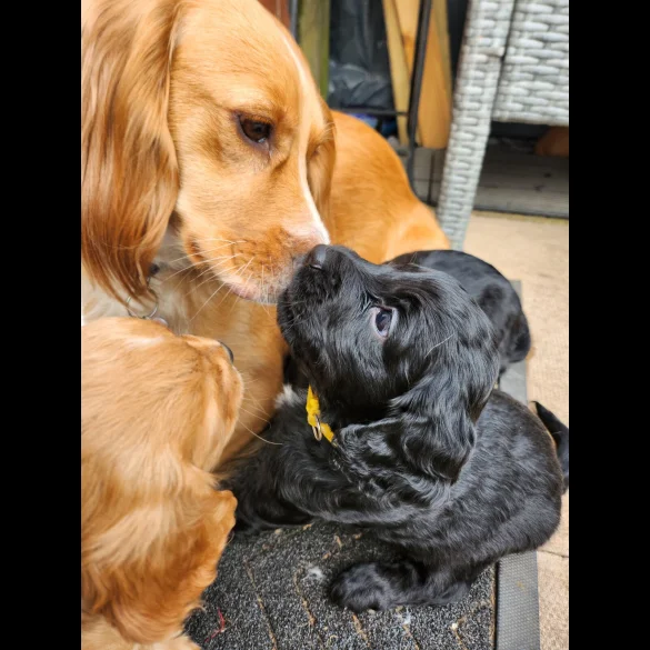 Cocker Spaniel (Working &amp; Show) - Both