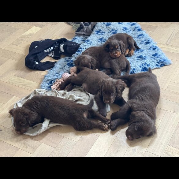 Cocker Spaniel (Working &amp; Show) - Dogs
