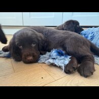 Cocker Spaniel (Working &amp; Show) - Dogs