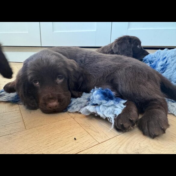 Cocker Spaniel (Working &amp; Show) - Dogs