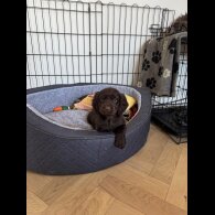 Cocker Spaniel (Working &amp; Show) - Dogs