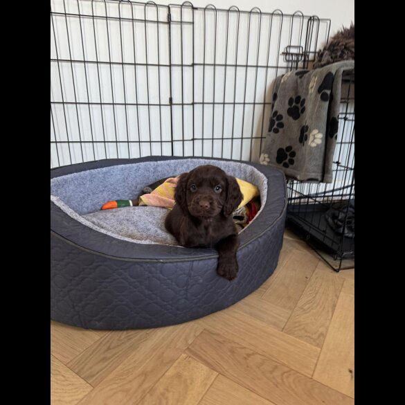 Cocker Spaniel (Working &amp; Show) - Dogs