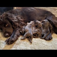 Cocker Spaniel (Working &amp; Show) - Dogs