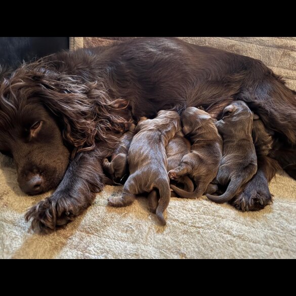 Cocker Spaniel (Working &amp; Show) - Dogs