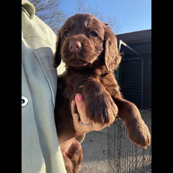 Cocker Spaniel (Working &amp; Show) - Dogs