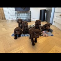 Cocker Spaniel (Working &amp; Show) - Dogs