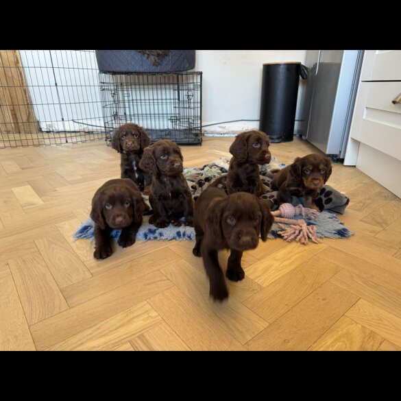 Cocker Spaniel (Working &amp; Show) - Dogs