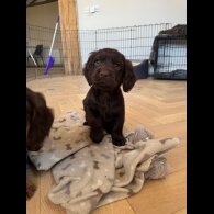 Cocker Spaniel (Working &amp; Show) - Dogs