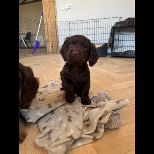 Cocker Spaniel (Working &amp; Show) - Dogs