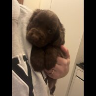 Cocker Spaniel (Working &amp; Show) - Dogs
