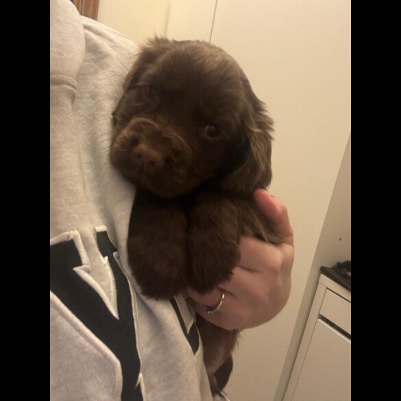 Cocker Spaniel (Working &amp; Show) - Dogs