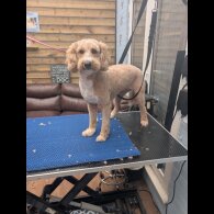 Goldendoodle - Both