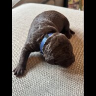 Chocolate Labradors - Both
