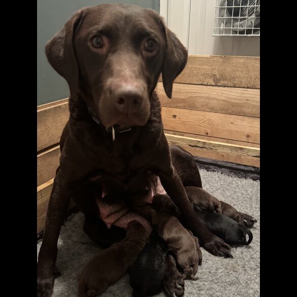 Chocolate Labradors - Both